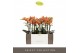 Phalaenopsis multiflora paprika Exclusivo - Paprika - 3 tak 