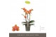 Phalaenopsis multiflora paprika Exclusivo - Paprika - 3 tak 