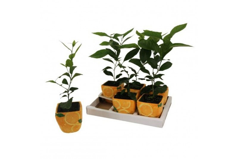 Citrus sinensis mitis calamondin in keramiek 