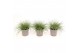 Festuca glauca Eisvogel 