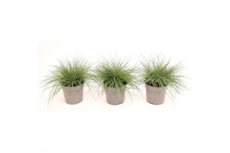 Festuca glauca Eisvogel 