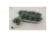 Festuca glauca Eisvogel 