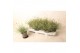 Festuca glauca Eisvogel 