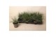 Festuca glauca Eisvogel 