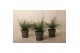 Festuca glauca Eisvogel 