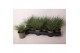 Festuca glauca Eisvogel 
