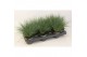 Festuca glauca Eisvogel 