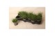 Festuca glauca Eisvogel 