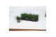 Festuca glauca Eisvogel 