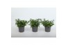Lobelia erinus hot blue Lobelia Blue
