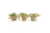 Calibrachoa minifamous pink Calibrachoa MiniFamous® Uno Pink