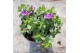Calibrachoa can-can rosies pink Calibrachoa Can-Can Rosies Apricot 