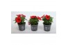 Petunia alpe tunia red Alpetunia® Red 10,5 cm