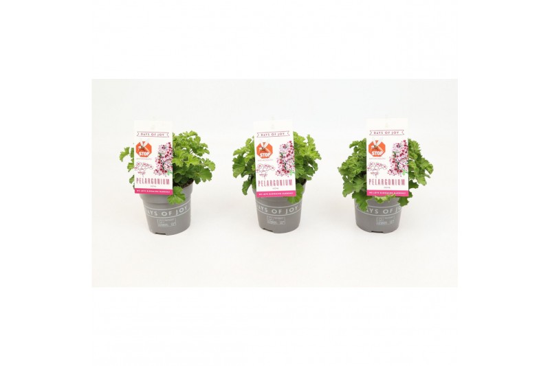 Pelargonium graveolens nova Anti-Mosquito 