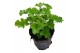 Pelargonium graveolens nova Anti-Mosquito 
