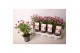 Pelargonium graveolens nova Anti-Mosquito 