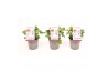 Pelargonium graveolens orange fizz Anti-Mosquito