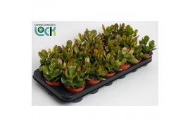 Crassula ovata compact sunset