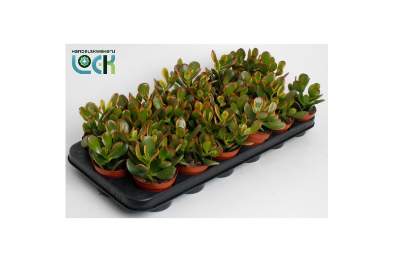 Crassula ovata compact sunset 