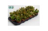 Crassula ovata compact sunset