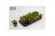Crassula ovata compact sunset 