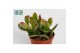 Crassula ovata compact sunset 