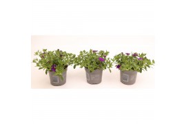 Calibrachoa minifamous blue Calibrachoa Cabaret Deep Blue