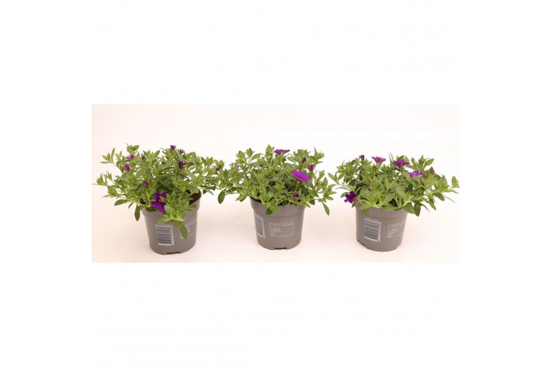 Calibrachoa minifamous blue Calibrachoa Cabaret Deep Blue 