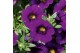 Calibrachoa minifamous blue Calibrachoa Cabaret Deep Blue 