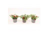 Calibrachoa minifamous dark red Calibrachoa MiniFamous® Uno Red