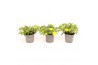Calibrachoa yellow minifamous Calibrachoa MiniFamous® Uno Yellow
