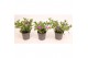 Calibrachoa trixi pastel Calibrachoa Trixi® Early Pastel 