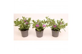 Calibrachoa trixi pastel Calibrachoa Trixi® Early Pastel