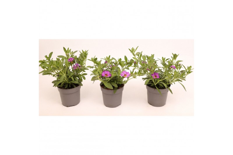 Calibrachoa trixi pastel Calibrachoa Trixi® Early Pastel 