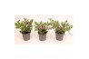 Calibrachoa trixi pastel Calibrachoa Trixi® Early Pastel