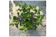 Calibrachoa trixi pastel Calibrachoa Trixi® Early Pastel 