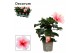 Hibiscus rosa-sinensis geisha Decorum bicolor roze/wit 