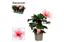 Hibiscus rosa-sinensis geisha Decorum bicolor roze/wit