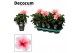 Hibiscus rosa-sinensis geisha Decorum bicolor roze/wit 