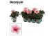 Hibiscus rosa-sinensis geisha Decorum bicolor roze/wit 