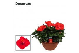 Hibiscus rosa-sinensis première Decorum rood schaal