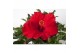 Hibiscus rosa-sinensis première Decorum rood schaal 