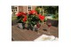 Hibiscus rosa-sinensis première Decorum rood schaal 