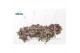 Crassula marginalis Crassula Marginalis (hanging Basket) 