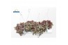 Crassula marginalis Crassula Marginalis (hanging Basket)