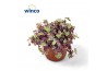 Crassula marginalis