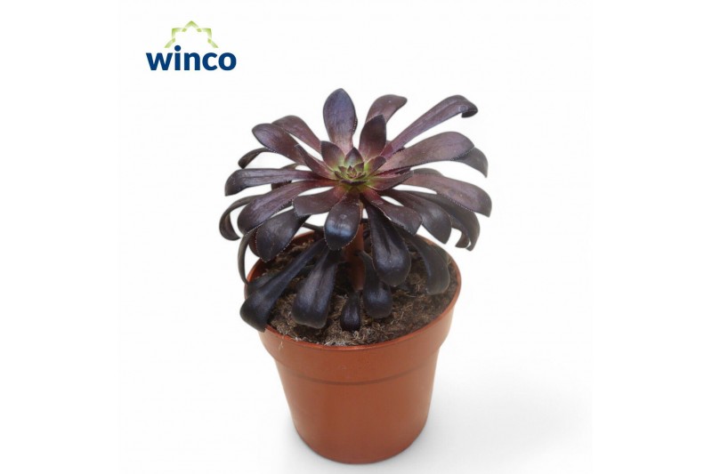 Aeonium Schwartzkopf 
