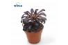 Aeonium Schwartzkopf