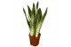 Sansevieria trifasciata white snow 