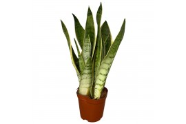 Sansevieria trifasciata white snow